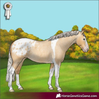 Horse Color:Gray Silver Amber Cream Champagne Roan Dun Splash Tobiano Appaloosa Rabicano