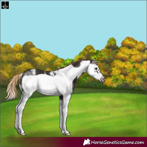 Horse Color:Liver Chestnut Sabino Splash Frame 