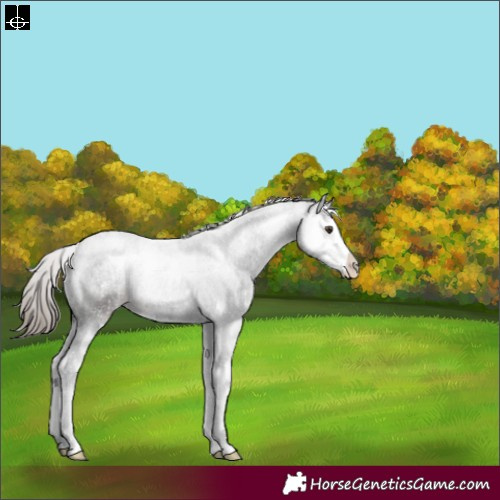 Horse Color:Liver Chestnut Sabino Splash 
