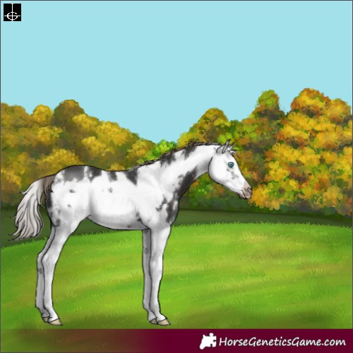 Horse Color:Liver Chestnut Sabino Splash Frame 