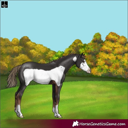 Horse Color:Liver Chestnut Frame