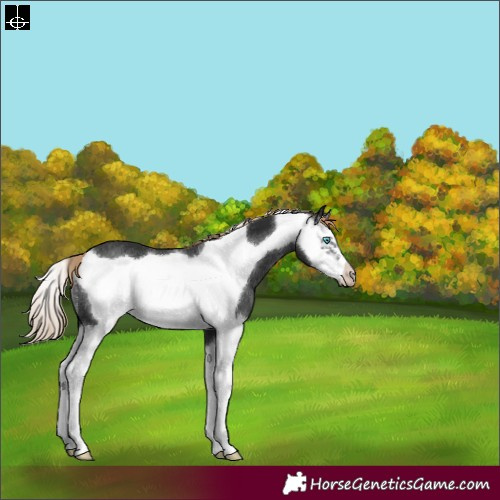 Horse Color:Liver Chestnut Splash Frame Rabicano