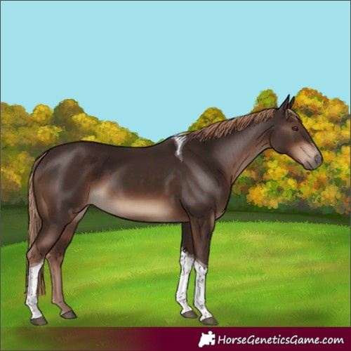 Horse Color:Liver Chestnut Tobiano Rabicano 