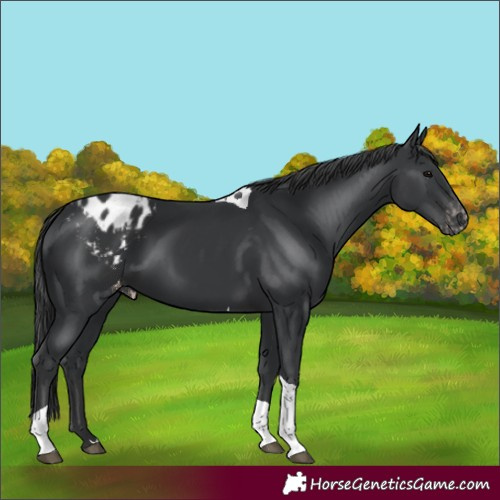 Horse Color:Black Tobiano Appaloosa 