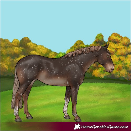 Horse Color:Liver Chestnut Tobiano Appaloosa Rabicano 
