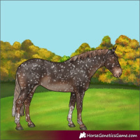 Horse Color:Liver Chestnut Tobiano Appaloosa Rabicano