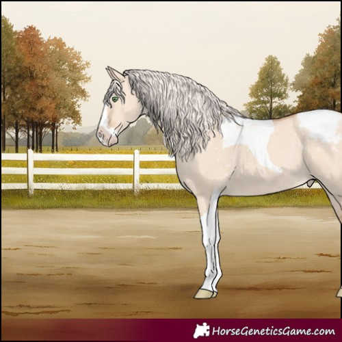 Horse Color:Silver Classic Champagne Dun Splash Tobiano Snowcap 