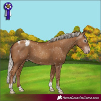 Horse Color:Gray Silver Classic Champagne Tobiano Appaloosa 