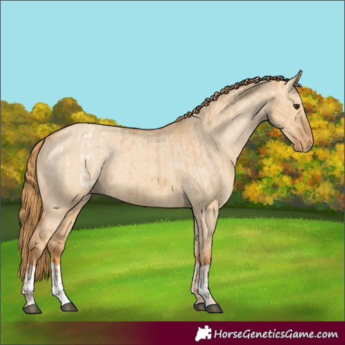 Horse Color:Red Dun Appaloosa  and Red Dun Appaloosa 