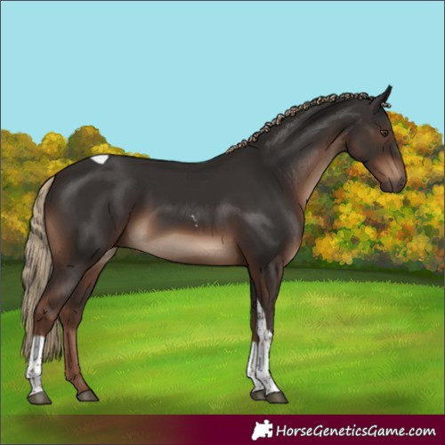 Horse Color:Liver Chestnut Tobiano Rabicano