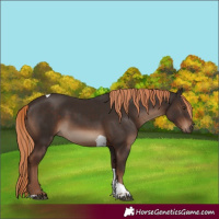 Horse Color:Liver Chestnut Tobiano Rabicano 