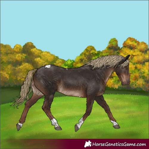 Horse Color:Liver Chestnut Tobiano Rabicano