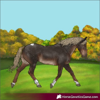 Horse Color:Liver Chestnut Tobiano Rabicano 