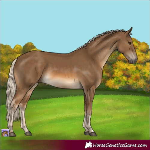 Horse Color:Chocolate Palomino Rabicano