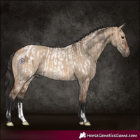 Horse Color:Grullo Near Fewspot  and Bay Dun 