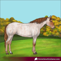 Horse Color:Red Roan 
