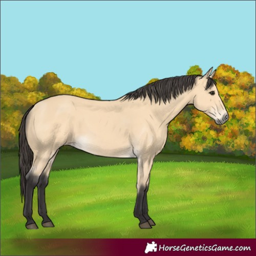 Horse Color:Buckskin 