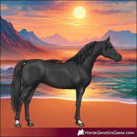 Horse Color:Black 