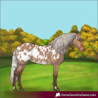 Horse Color:Silver Brown Dun Near Leopard