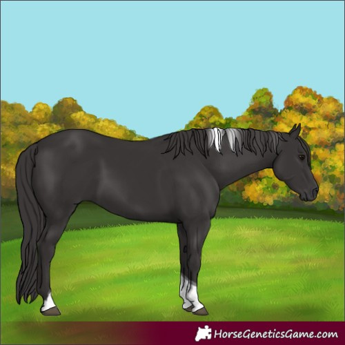 Horse Color:Smoky Black Tobiano 
