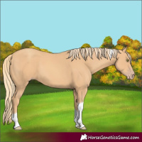 Horse Color:Gold Champagne Tobiano 