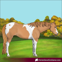 Horse Color:Chestnut Tobiano 