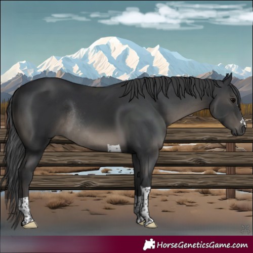 Horse Color:Black Tobiano Rabicano 