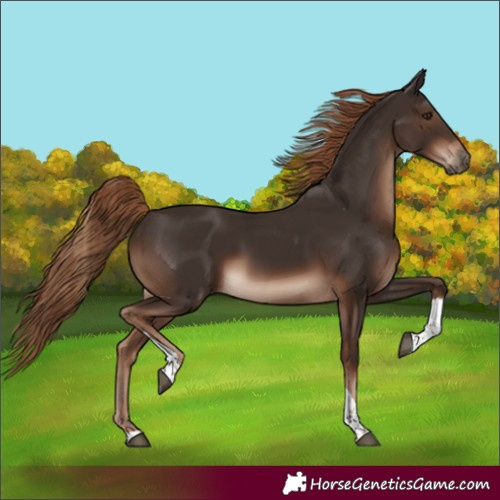 Horse Color:Liver Chestnut Tobiano Rabicano 