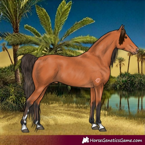 Horse Color:Bay 