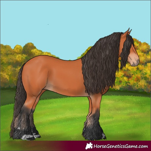 Horse Color:Bay Rabicano 