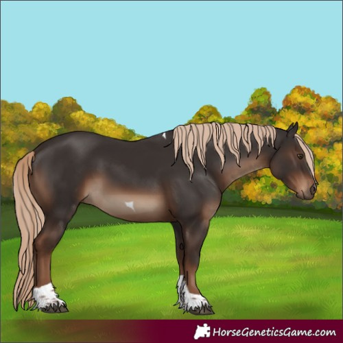 Horse Color:Liver Chestnut Tobiano Rabicano