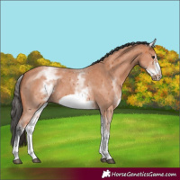 Horse Color:White Spotted Bay Sabino Frame