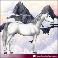 Horse Color:Gray White Spotted Black  and Gray White Spotted Black 