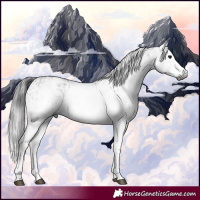 Horse Color:Gray White Spotted Black and Gray White Spotted Black