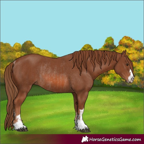 Horse Color:Chestnut and Chestnut Rabicano