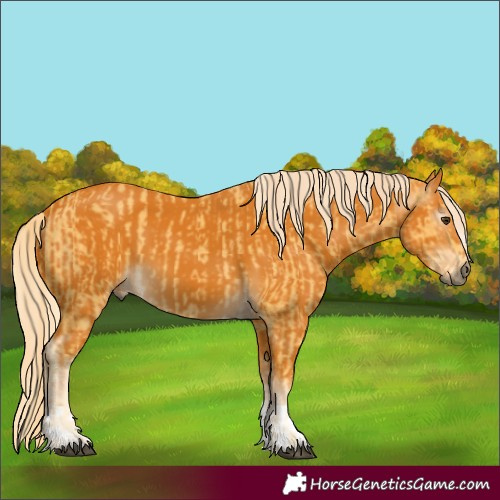 Horse Color:Palomino  and Gray Palomino 