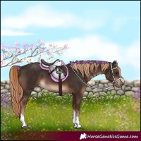 Horse Color:Liver Chestnut Tobiano Rabicano