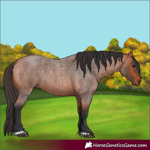 Horse Color:Bay Roan 