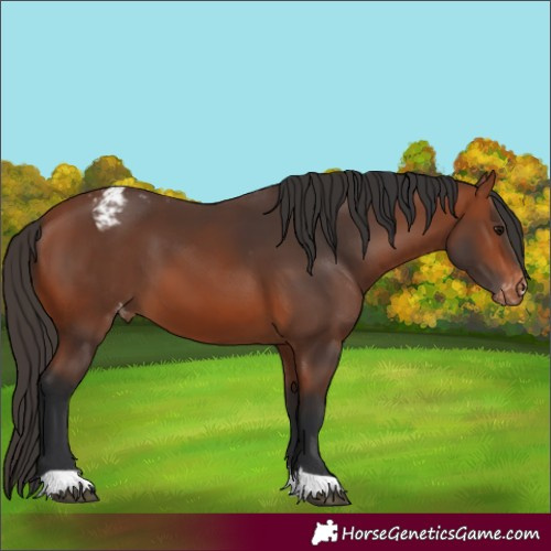 Horse Color:Bay Appaloosa 