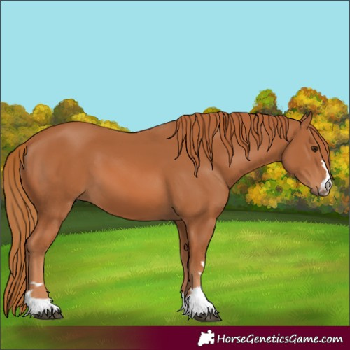 Horse Color:Chestnut 
