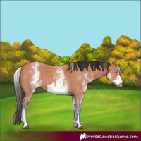 Horse Color:White Spotted Bay Sabino Frame 