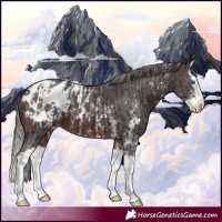 Horse Color:Bay Splash Appaloosa  and Liver Chestnut Mushroom Sabino Splash Appaloosa 