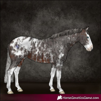 Horse Color:Bay Splash Appaloosa  and Liver Chestnut Mushroom Sabino Splash Appaloosa 