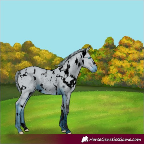 Horse Color:ERROR: UNKNOWN ANOMALY