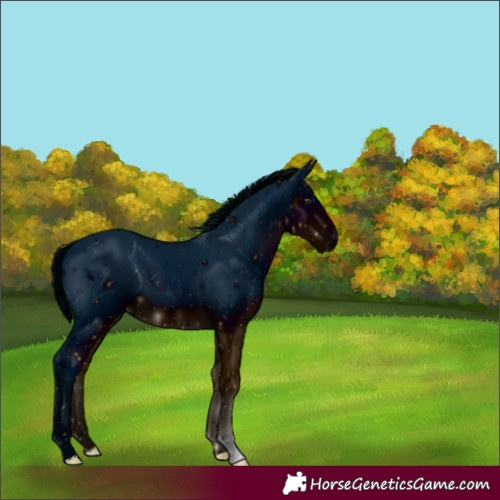 Horse Color:ERROR: UNKNOWN ANOMALY