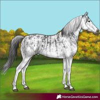 Horse Color:Gray White Spotted Black and Gray White Spotted Black Frame