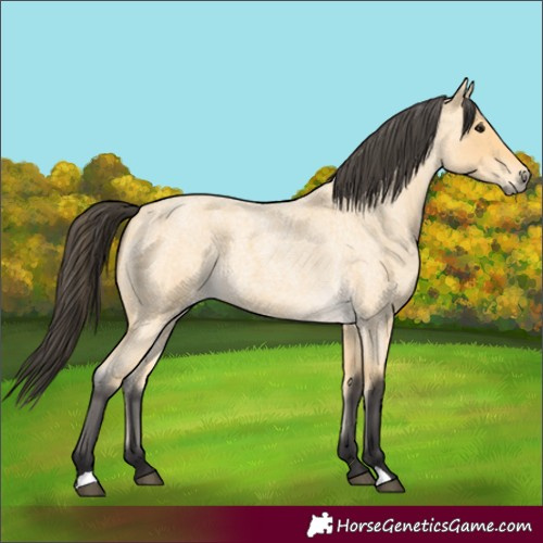 Horse Color:Unknown 
