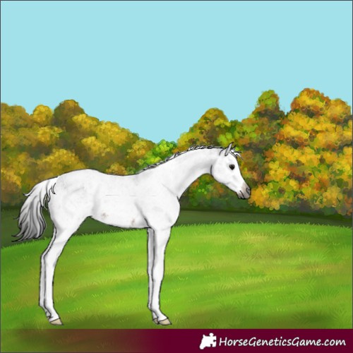 Horse Color:Gray White Spotted Brown Splash