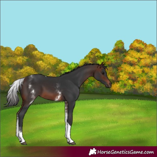 Horse Color:White Spotted Brown Tobiano