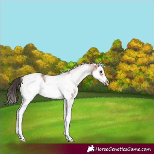 Horse Color:White Spotted Bay Splash Frame